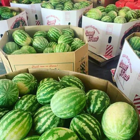 Several large cardboard bins are filled with fresh watermelons.