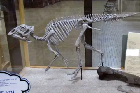 A dinosaur skeleton displayed inside a museum exhibit.