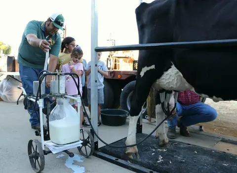 A cow is milked with a mobile machine while children watch.