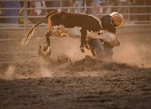 A cowboy wrestles a steer in a dusty arena.