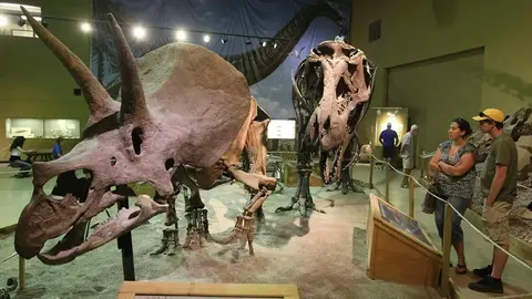 Visitors observe dinosaur skeleton exhibits in a museum gallery.