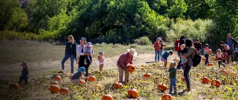 People picking pumpkins in a field.
