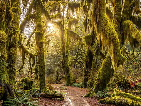 A dirt path winds through a dense temperate rainforest with moss-covered trees.