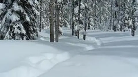 A snowy forest landscape with snow-covered trees and ground.