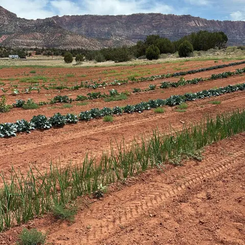 Rows of crops planted in a red soil field with mountains in the background.