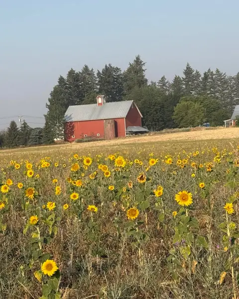 A field of sunflowers with a red barn in the background.