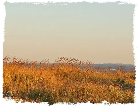 A field of tall grass under a clear sky.