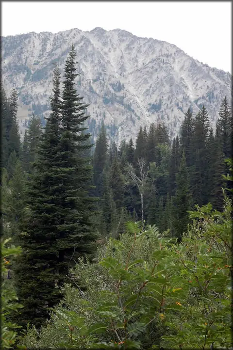 A view of a mountain with a forested slope and tall evergreen trees in the foreground.