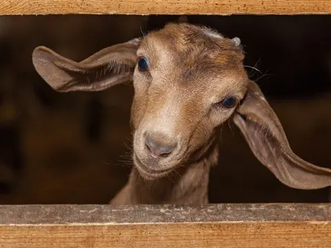 A brown goat looks out from an enclosure with large drooping ears.