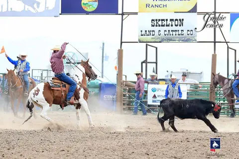 A cowboy ropes a calf in an outdoor rodeo arena.