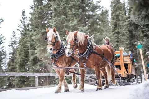 Two draft horses pull a sleigh through a snowy forest.