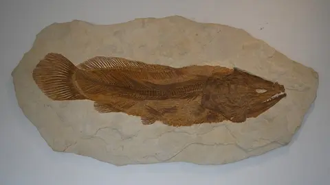 A fossilized fish is embedded in a slab of stone.