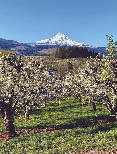 A scenic landscape view of blooming orchard trees in the foreground with a snow-capped mountain in the distance.