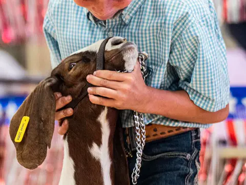 A person in a checkered shirt holds a brown and white goat.