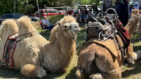 Two Bactrian camels resting on grass outdoors with people and vehicles in the background.