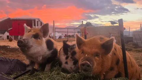 Three pigs rest in a pen during a colorful sunset.