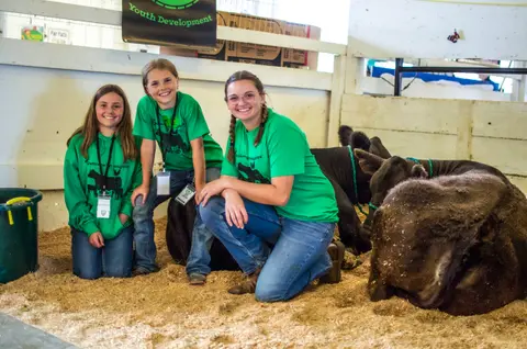 Three girls in green shirts pose with cows in a pen with wood shavings.