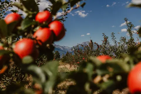 A view of an apple orchard with mountains in the background.
