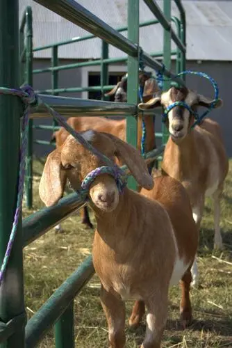 Brown goats stand in a pen with green metal gates.
