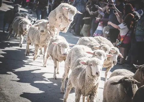 A flock of sheep runs down a street past a crowd of spectators.