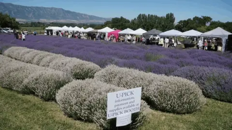A lavender farm field with rows of plants and tents in the background.