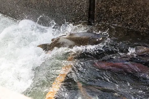 A salmon leaps through rushing water near a concrete structure.