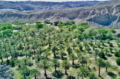 A lush grove of palm trees sits in a desert valley beneath barren mountains.