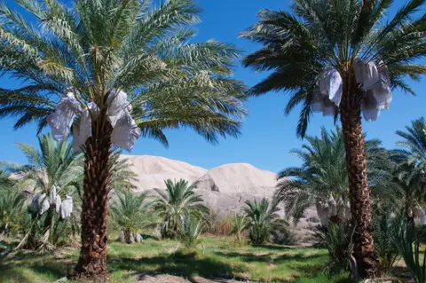 A grove of date palm trees with fruit clusters covered in protective white mesh bags against a mountain backdrop.