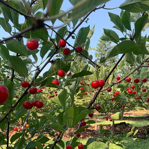 Ripe red cherries hang on branches in an orchard.