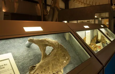 A museum interior shows display cases with dinosaur bones.