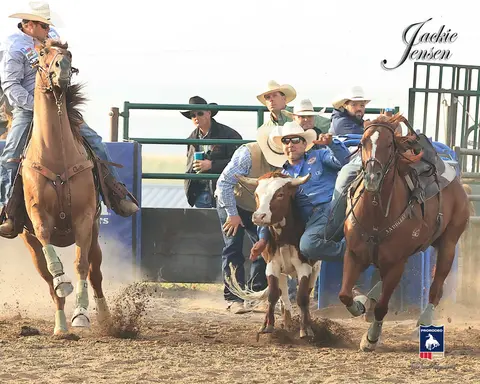 A cowboy wrestles a steer in an arena while horses run alongside.
