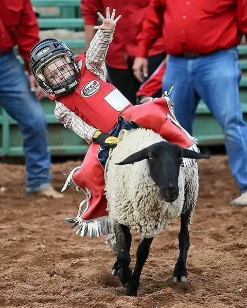 A young child wearing a helmet and riding a sheep during a rodeo.