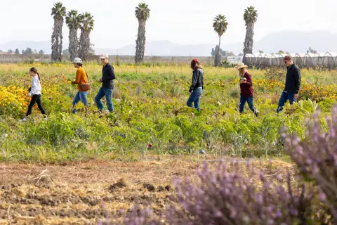 A group of people walk through a field filled with flowers and crops.