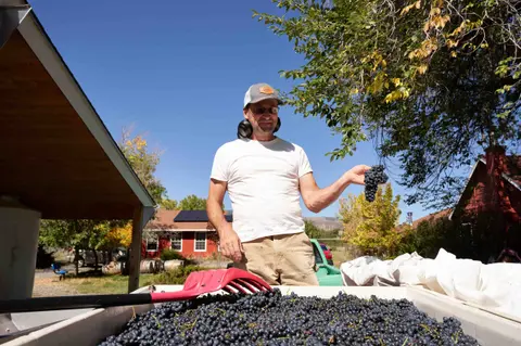 A man holds a bunch of harvested grapes next to a large bin filled with grapes.