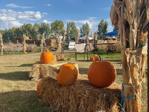 Pumpkins resting on hay bales outdoors on a sunny day.