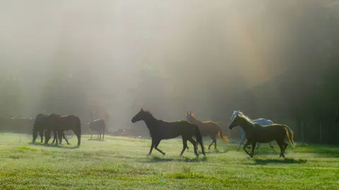 Horses run through a foggy meadow.