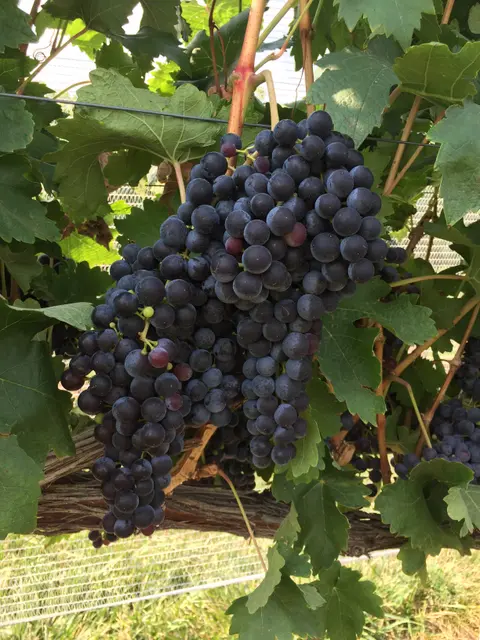 Grapes on the vine, Avant Vineyards.