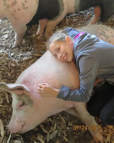 A girl hugging a large pig.