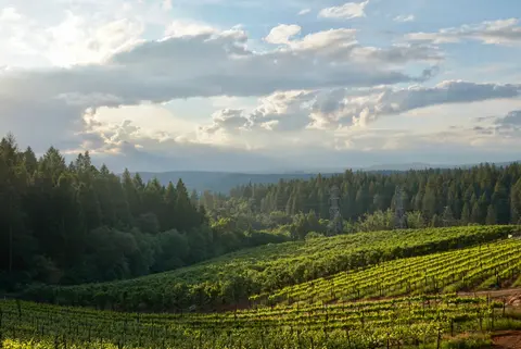 A vineyard sits in a valley below a forested hill under a cloudy sky.