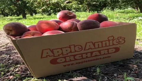 A box of freshly picked peaches sits in an orchard.