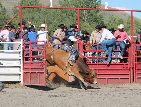 A bull rider bursts out of a red chute while spectators watch from above.
