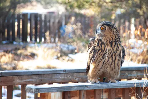 An owl perched on a wooden railing outdoors.