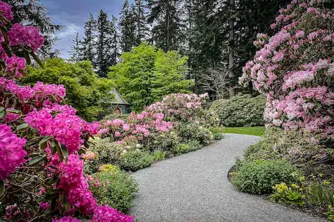 A winding gravel path through a garden with blooming pink rhododendrons and trees.