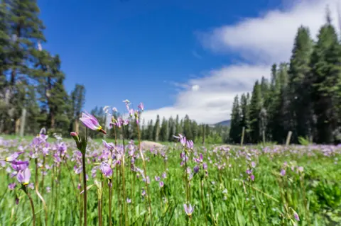 Purple wildflowers bloom in a green meadow surrounded by pine trees under a blue sky.