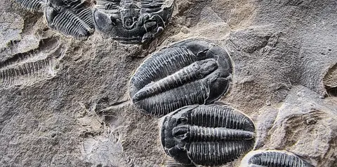 Close-up photograph of trilobite fossils embedded in rock.