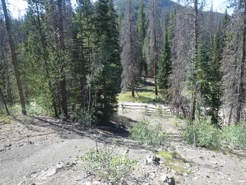 A forest scene with a dirt path running through the trees.