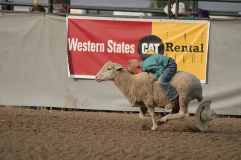 A young boy rides a sheep during a mutton busting event.