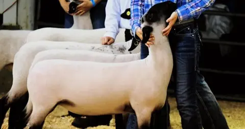 People showing sheep in a line at an event.