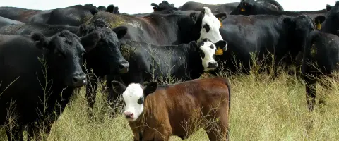 A herd of cattle grazing in a grassy field.