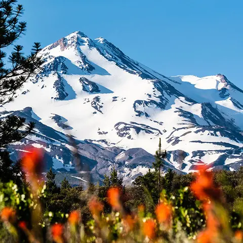 A snow-capped mountain rises behind green trees and colorful wildflowers.
